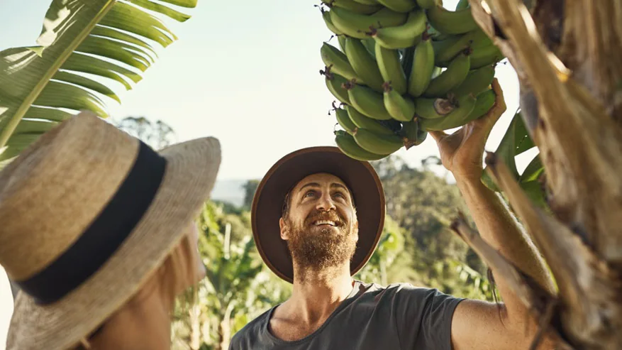 Keep bananas fresh from farm to market